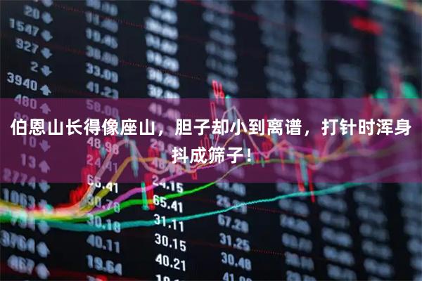 伯恩山长得像座山，胆子却小到离谱，打针时浑身抖成筛子！